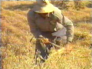 CAMPO - (33)  LABRANZA